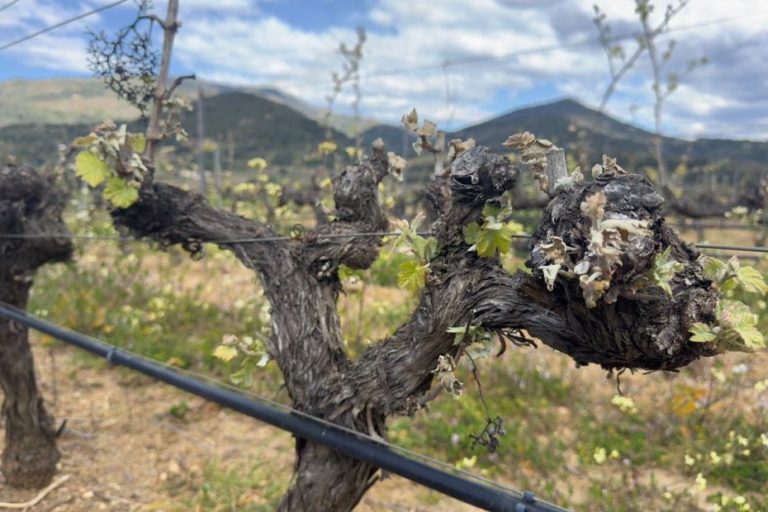 Gel dans le Var : Quand la vigne se fige sous les promesses des politiques
