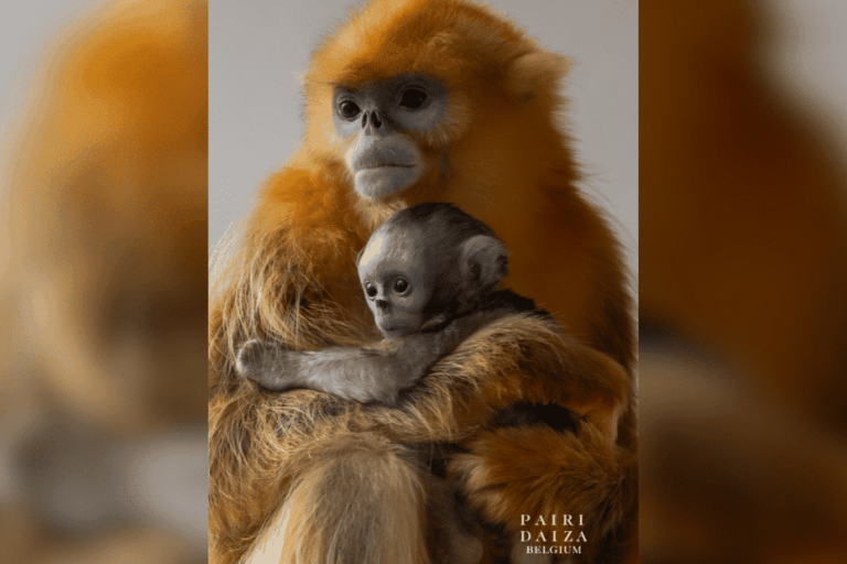 Une naissance historique de singe doré : un espoir pour la conservation