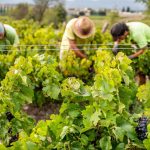 Espagne : Quand les CDD deviennent un cirque absurde, les dirigeants conservateurs en première loge !