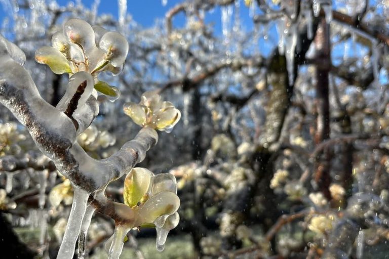 Printemps ou Hiver ? Les Arboriculteurs en Mode Survivants