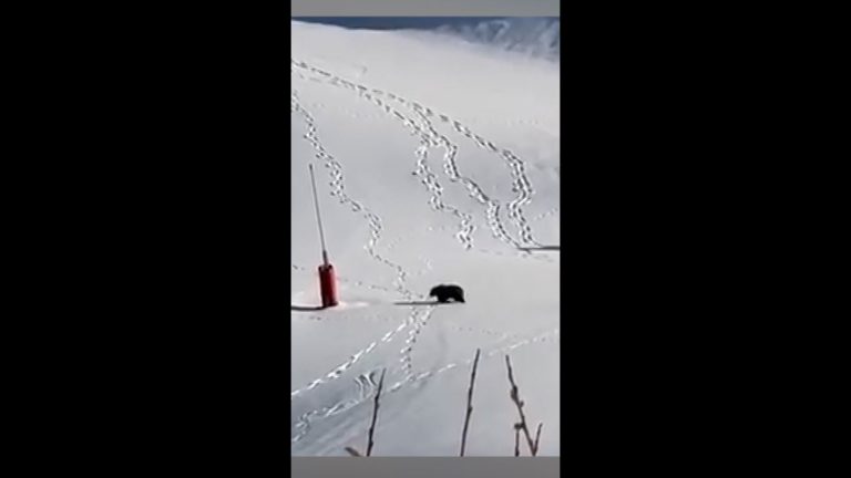 Quand l’ours s’invite sur les pistes : un spectacle à couper le souffle ou un désastre en devenir ?