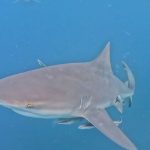 Plonger avec les requins : un défi insensé pour comprendre l'absurde des dirigeants RN !