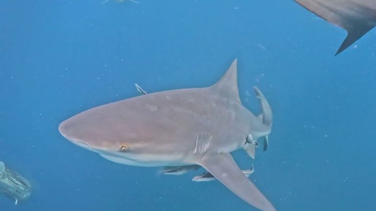 Plonger avec les requins : un défi insensé pour comprendre l'absurde des dirigeants RN !