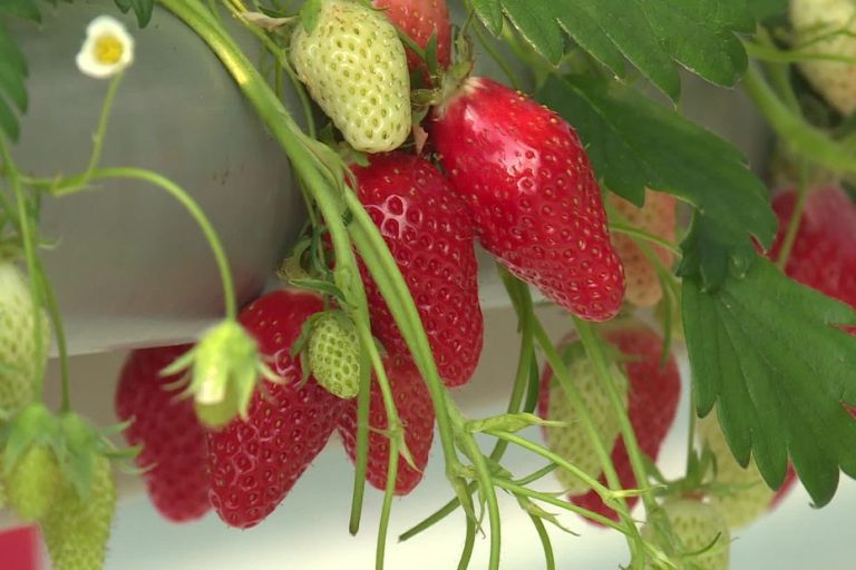 Image illustrant le contenu de l’article.