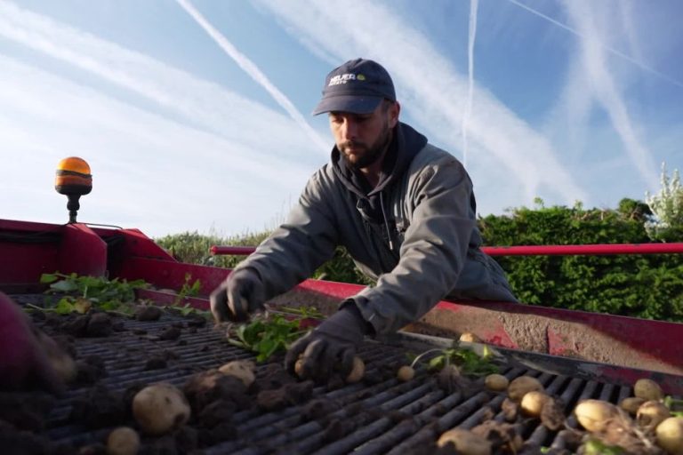La Bonnotte de Noirmoutier : L&rsquo;Or Jaune en Péril