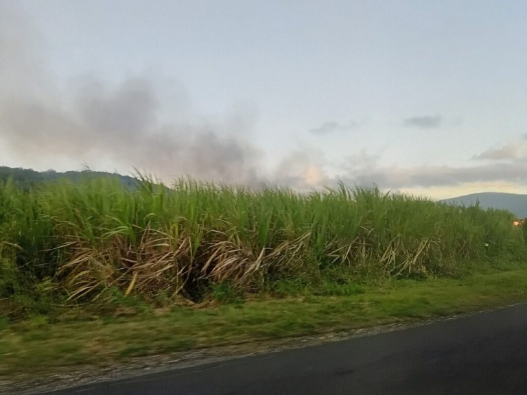 Incendie à Anse-Bertrand : Quand la canne à sucre prend feu, mais pas les promesses politiques