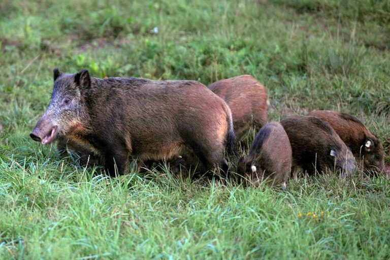 Sangliers : Les Chasseurs au Bord du Gouffre Financier