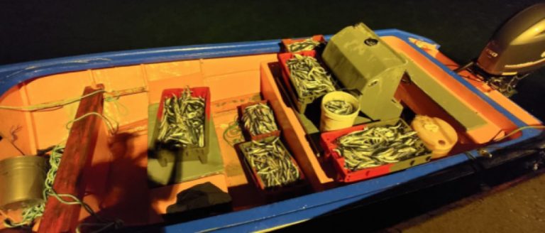 Une demi-tonne de poissons : quand la contrebande fait des vagues