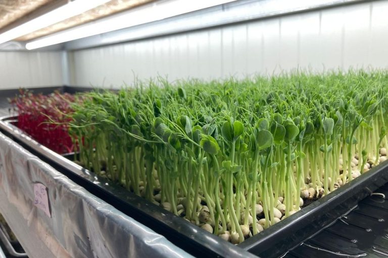 Micropousses : La Révolution Silencieuse des Assiettes