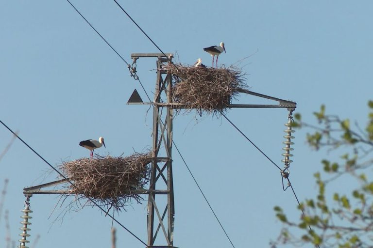 Les cigognes blanches : symbole d’un retour à la nature ou d’une absurdité écologique ?