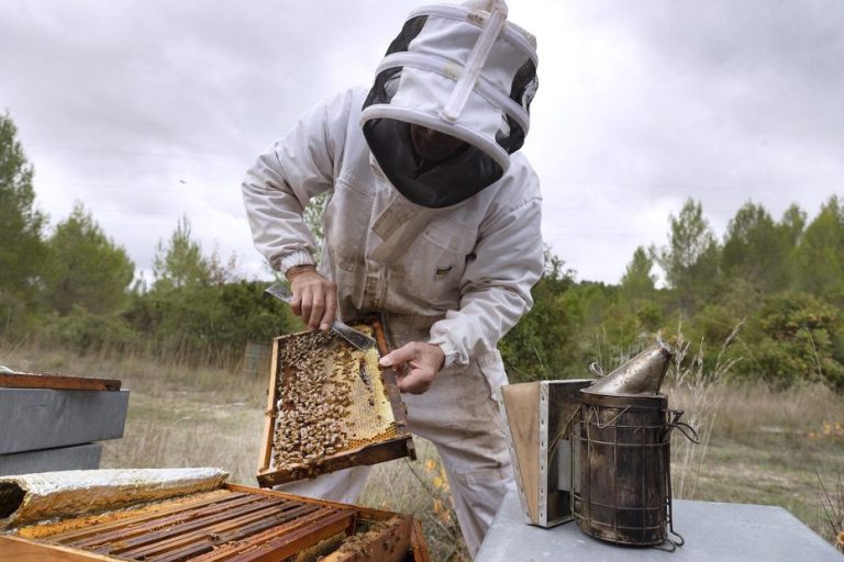 L’abeille en danger : le gouvernement face à son propre frelon