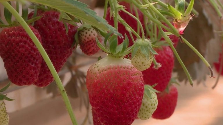 La Fraise à la Loupe : Surproduction et Absurdie Économique