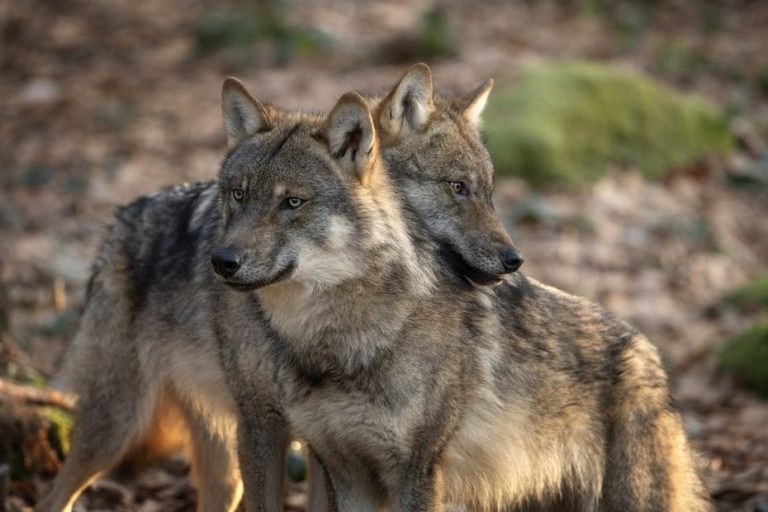 Loup : La Commission Européenne en Mode Abattage