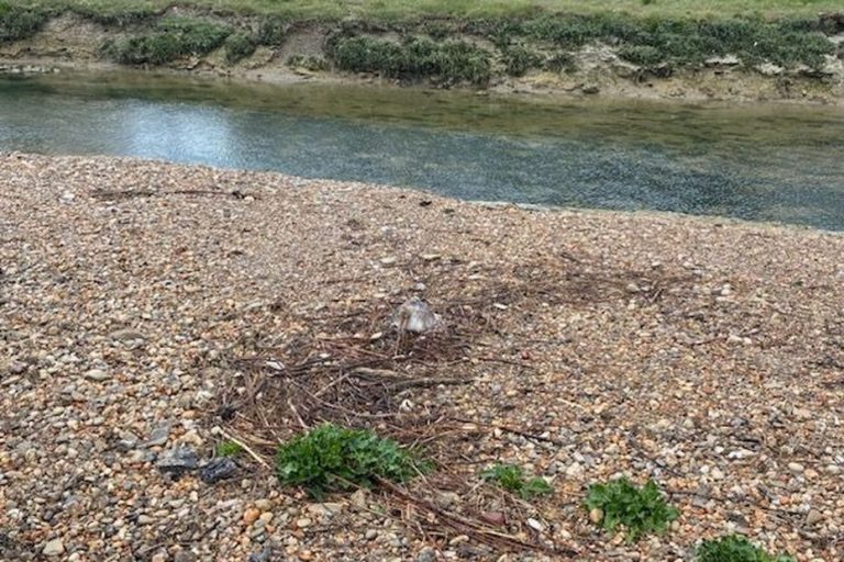 Une Oie en Danger : Quand la Nature Se Frotte à l’Absurdie Administrative