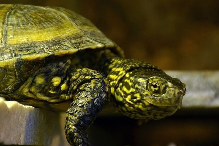 Cistudes d&rsquo;Europe : Vigilance au Printemps