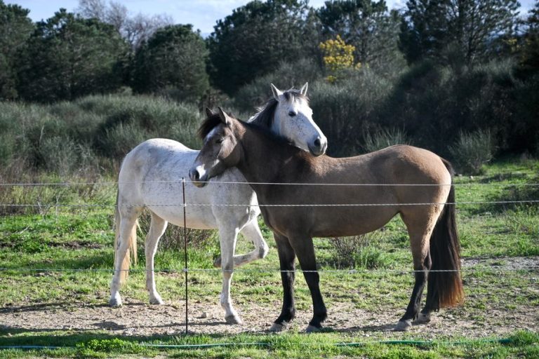 Chevaux en liberté : un fléau ou une question de culture ?