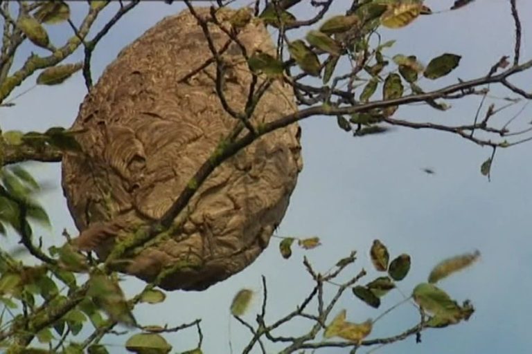 Frelons asiatiques : une invasion sous nos yeux et l&rsquo;apiculture en danger