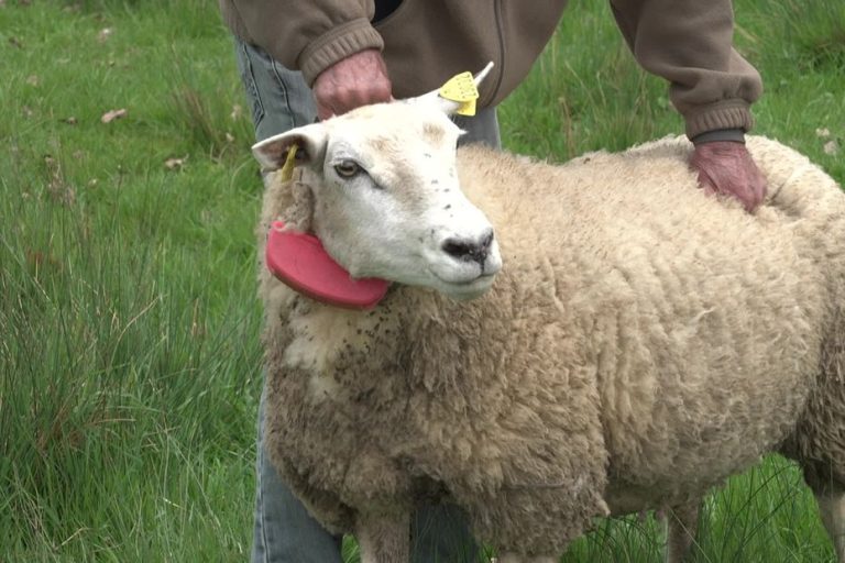 Des colliers anti-loup : la solution miracle ou l&rsquo;illusion d&rsquo;un contrôle ?