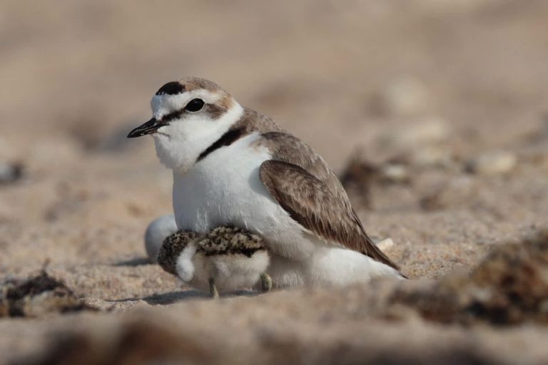 Le gravelot à collier interrompu : un oiseau sous haute protection, un symbole d&rsquo;hypocrisie écologique