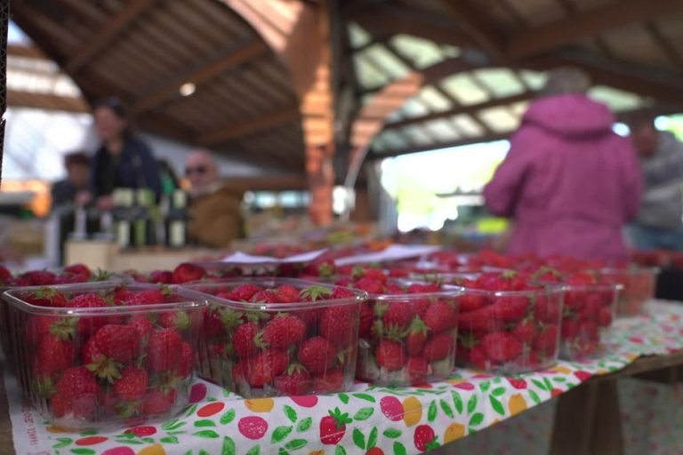 Fraises en Corrèze : La Récolte d&rsquo;un Printemps Égaré