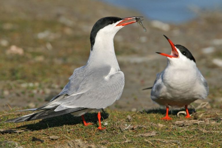 Les Sternes en Danger : Quand la Nature Se Heurte à l’Indifférence Humaine