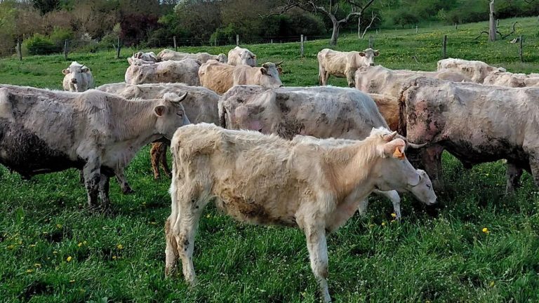 L’horreur en Moselle : 315 bovins saisis, euthanasie et silence complice