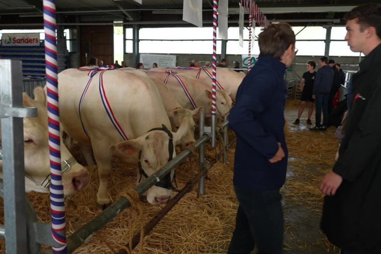 La fête du bœuf : entre tradition et incohérence économique