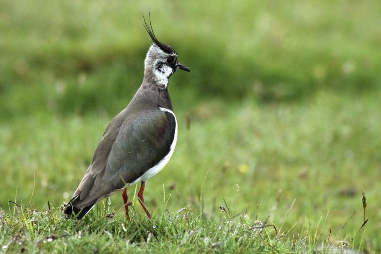 Protéger le vanneau huppé : serez-vous prêt à relever le défi de sa sauvegarde ?