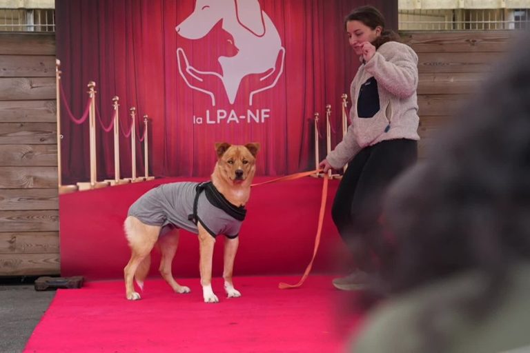 Casting animalier : un tapis rouge pour des vies en attente