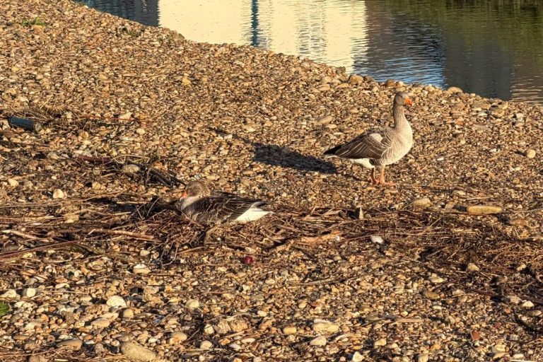 Oie de Wimereux : Quand la nature défie l&rsquo;indifférence humaine