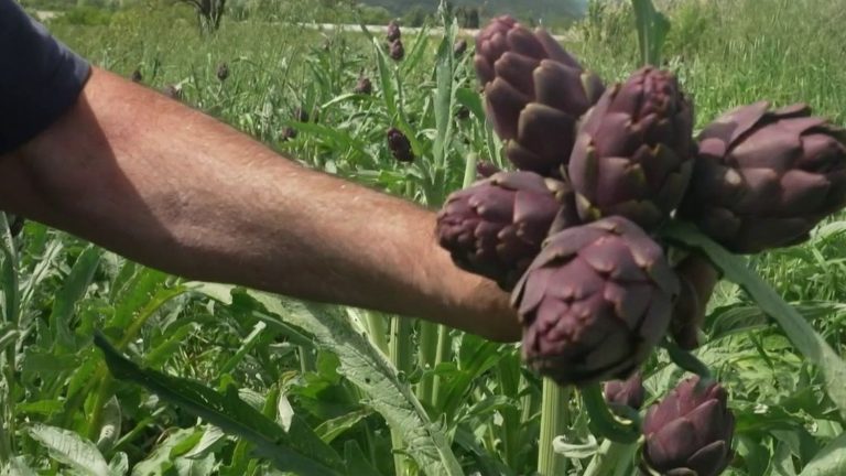 L&rsquo;artichaut : un symbole de la déconnexion entre le terroir et le marché