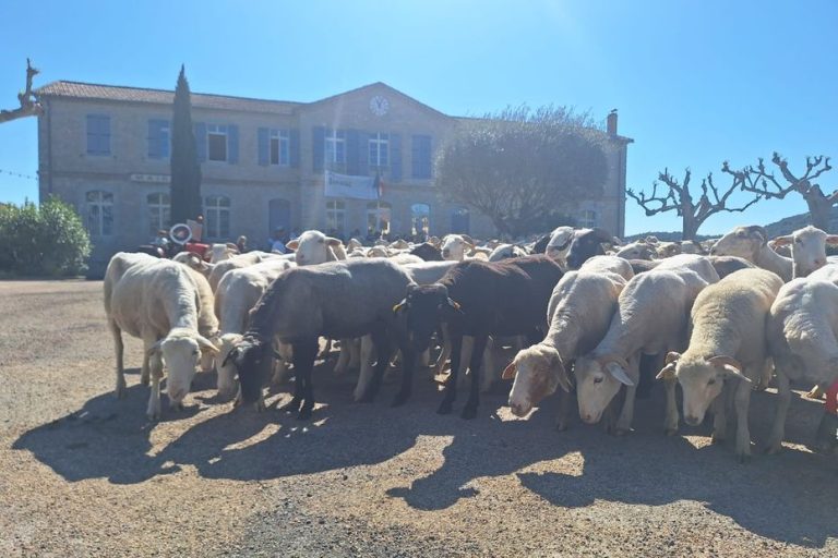 200 moutons devant la mairie : une métaphore saisissante sur l&rsquo;éducation nationale
