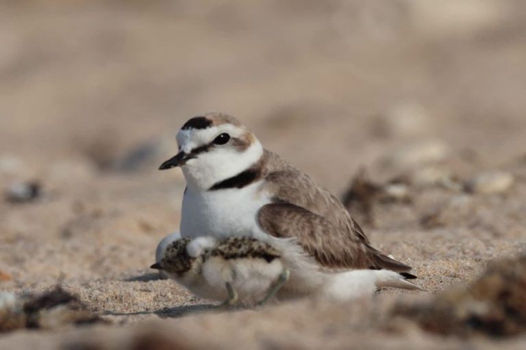 Gravelot à collier interrompu : une renaissance surprenante sur les plages de Charente-Maritime