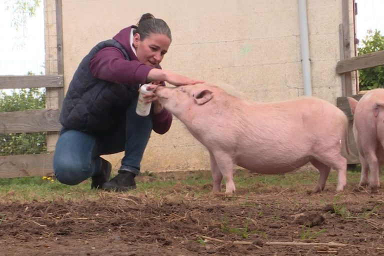La Belle Vie : Un Refuge pour Cochons Nains Rescapés