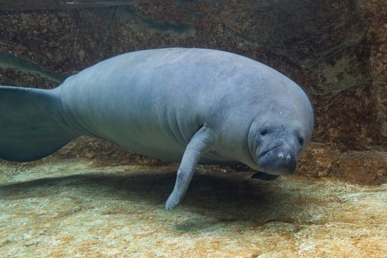 La Belgique Accueille ses Premiers Lamantins des Caraïbes
