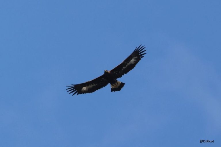 Découverte exceptionnelle : Un aigle royal juvénile dans l’Aisne