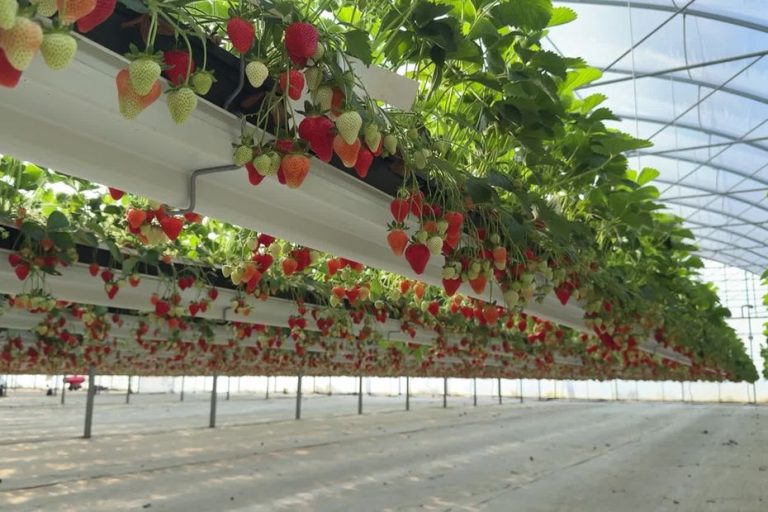 Fraises d&rsquo;Alsace : Une Révolution Culturelle pour Élargir la Saison