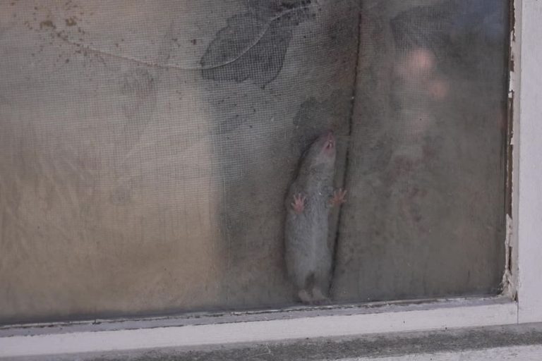 Invasion de Rats à Boeschepe : Une Situation Alarmante