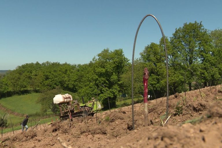 Vigne au Morvan : 200 ans après, un retour attendu qui soulève des questions sur l&rsquo;avenir