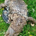 Un crocodile découvert mort dans le canal de Roubaix : quelles en sont les causes ?
