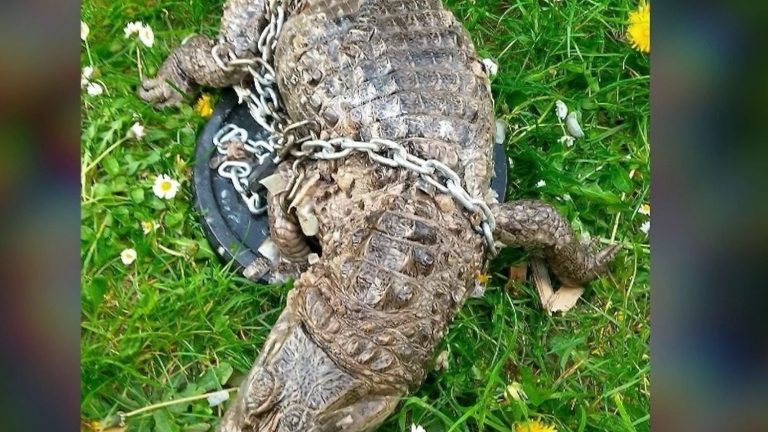 Un crocodile découvert mort dans le canal de Roubaix : quelles en sont les causes ?