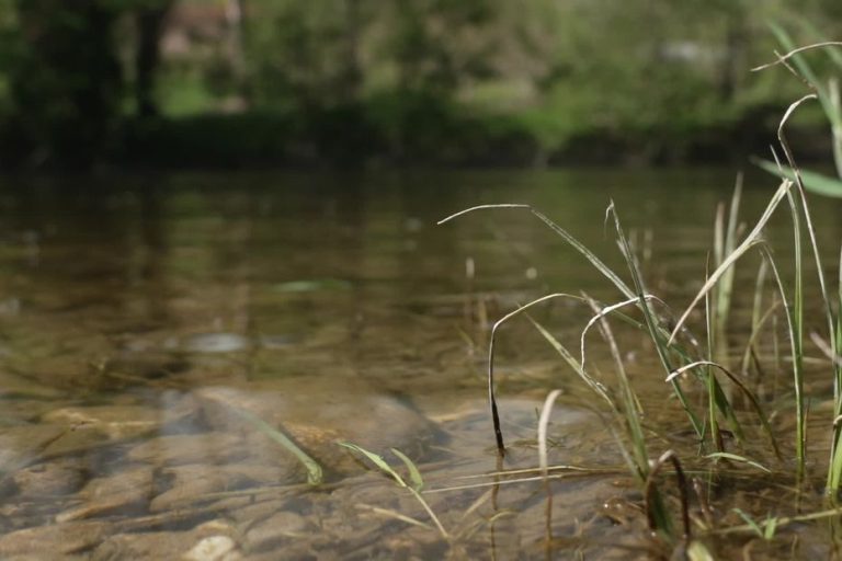 Vigilance au bord des rivières : les risques des biofilms à cyanobactéries