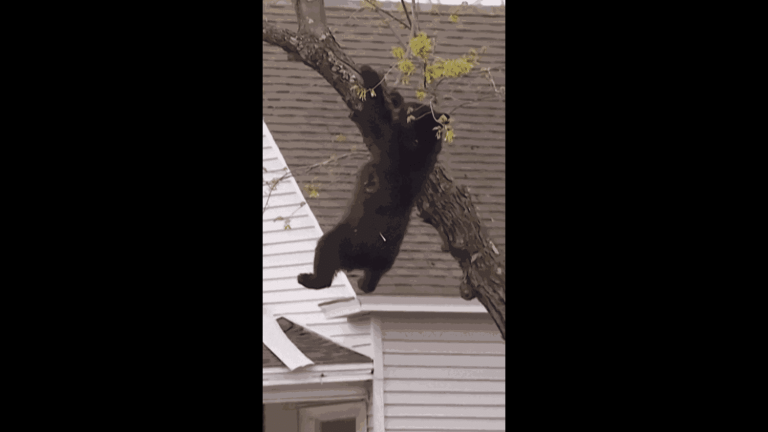 Un ours noir coincé dans un arbre : comment les secours ont agi dans l&rsquo;État de New York