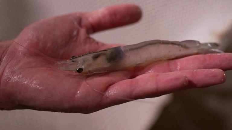 Près de Nantes, un élevage de crevettes exotiques produit 200 kilos par semaine : un défi pour les gourmets ?