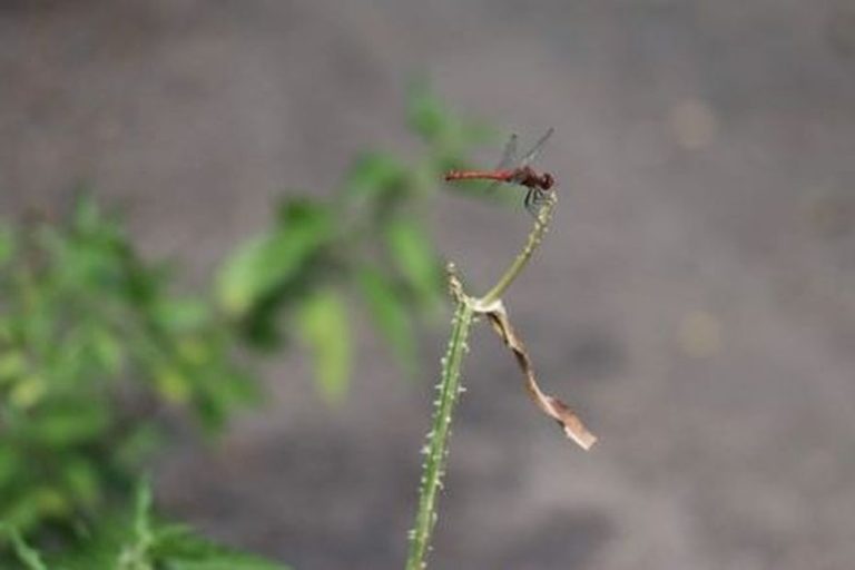 La Journée Mondiale de la Terre : Un Appel à la Protection des Insectes en Poitou-Charentes