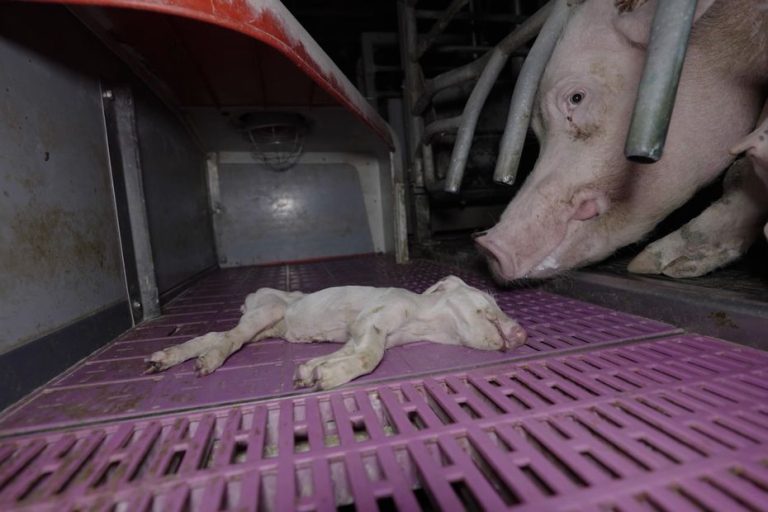Sévices graves : L214 dénonce des porcelets en détresse dans une maternité porcine