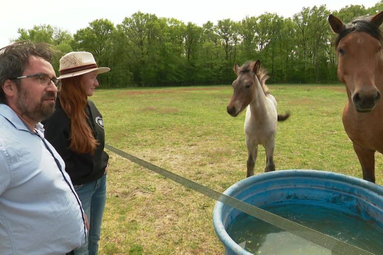 Les Chevaux Nokota : Une Histoire de Résilience et de Passion