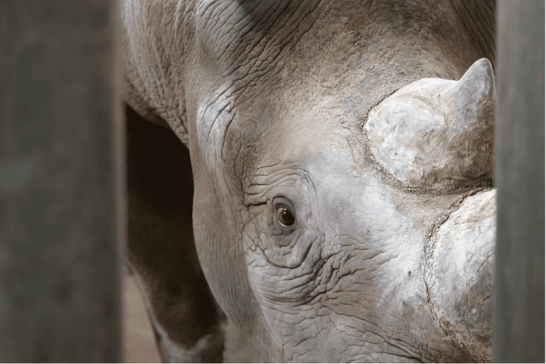 Arrivée d&rsquo;un Rhinocéros Noir au Bioparc de Doué-la-Fontaine : Un Pas vers la Conservation