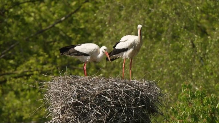 Printemps en Alsace : Tradition et Gastronomie