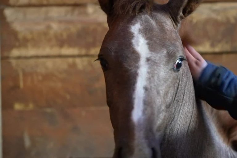 Un cheval d&rsquo;exception aux enchères : une opportunité unique pour le haras des Vosges